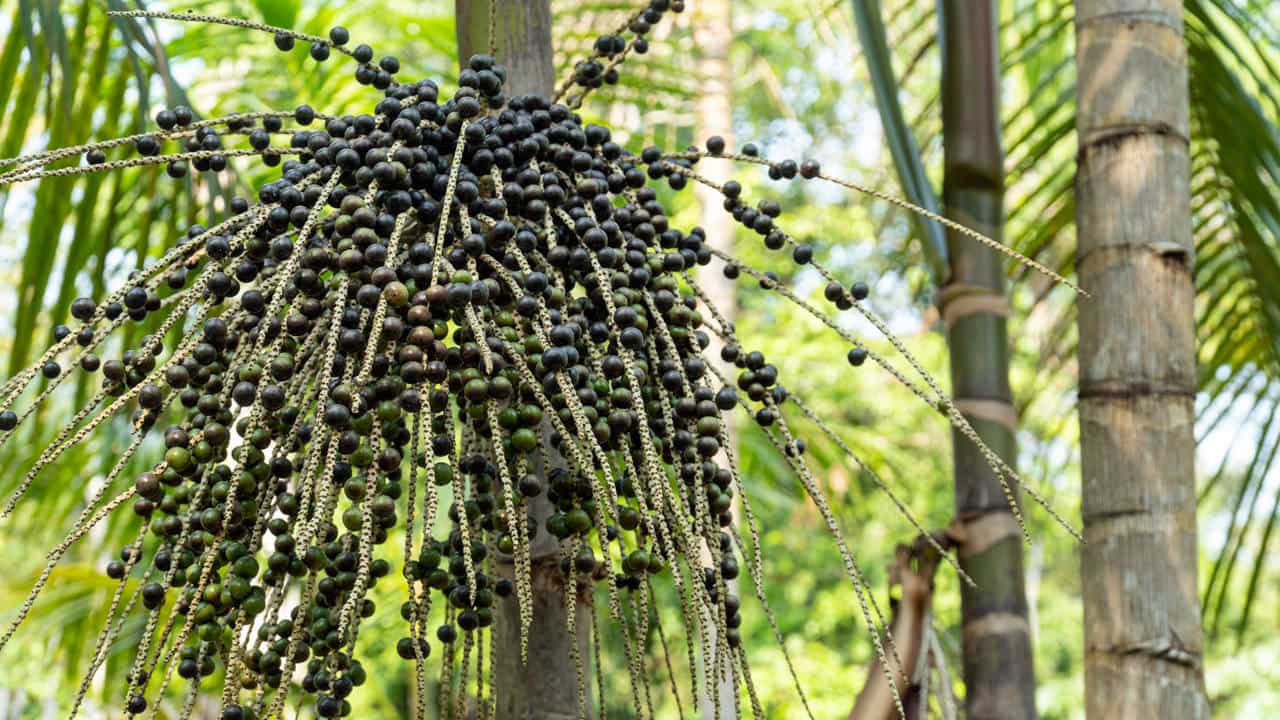 Açaí de la Selva: El superfruto amazónico que conquista el mundo