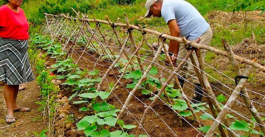 Agricultura regenerativa: una alternativa para restaurar suelos y capturar carbono