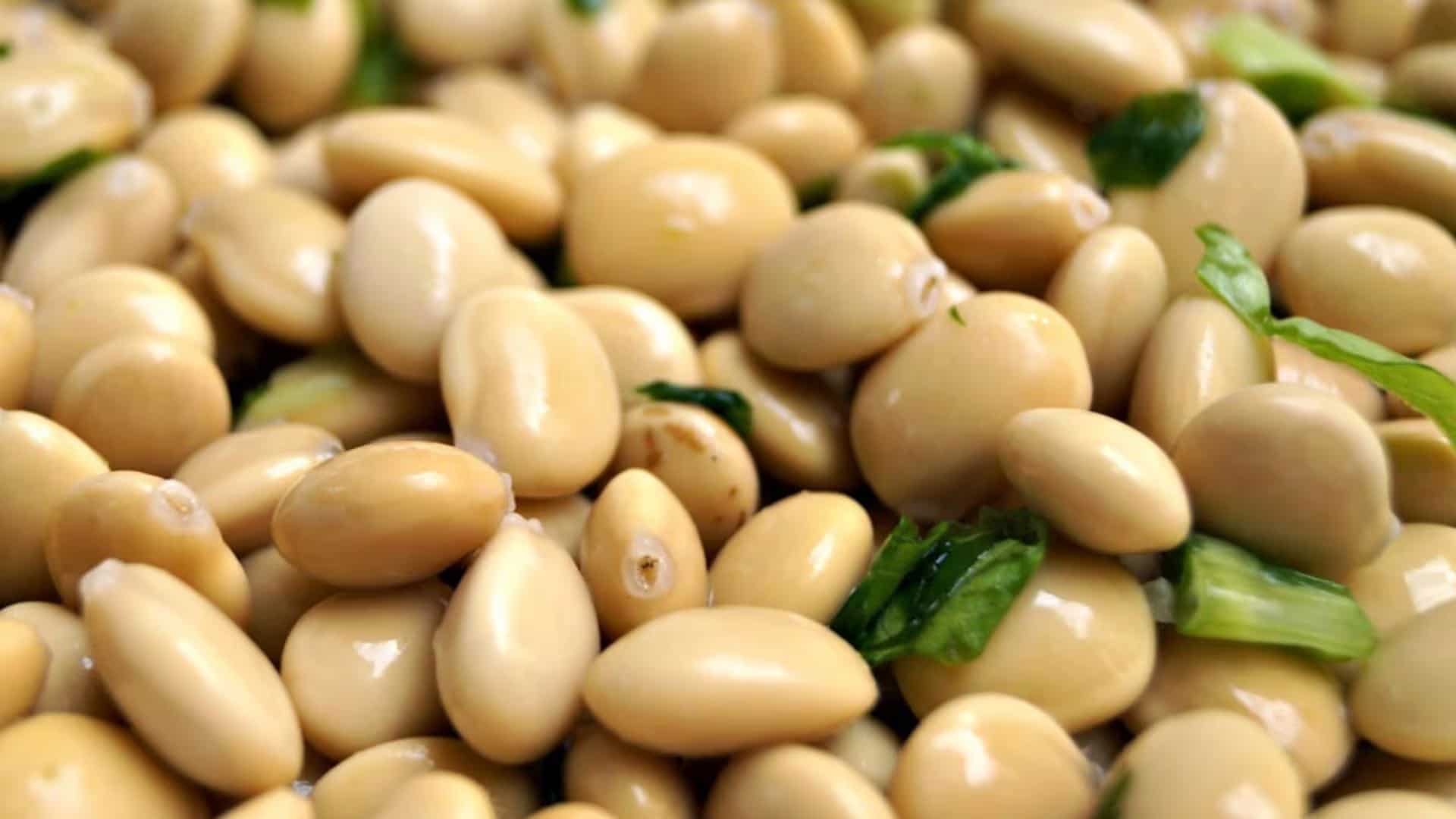 Tarwi: El Superalimento Andino que Renace como Tesoro Nutricional y Patrimonio del Perú