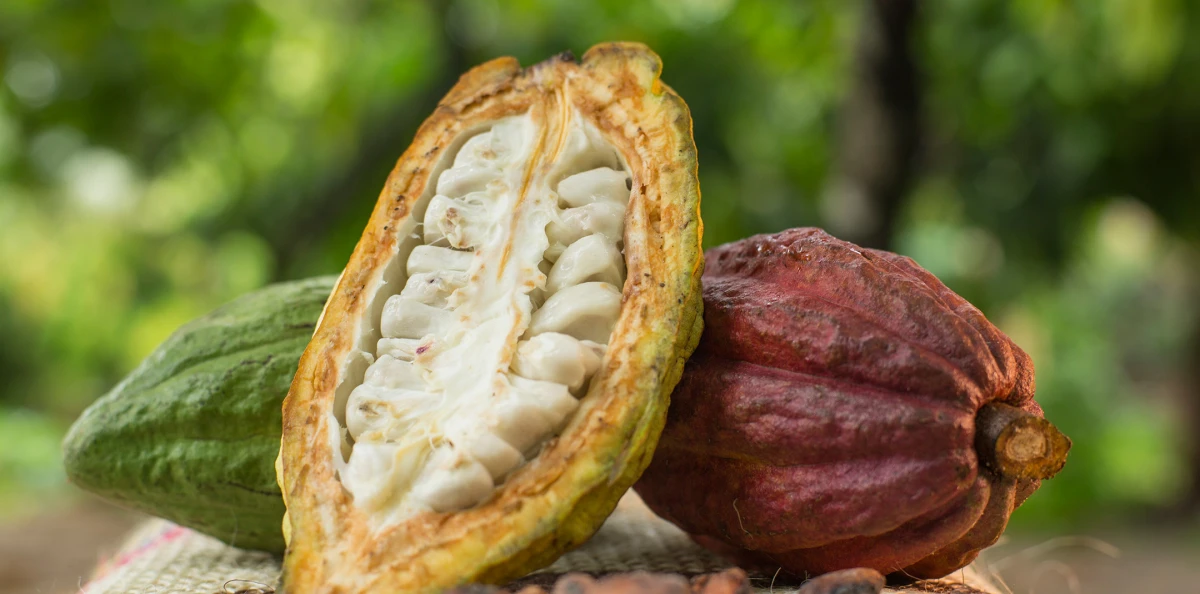 Cacao Peruano: Diversidad Única, Calidad Mundial y Orgullo Nacional