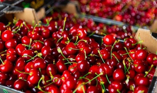 Perú identifica su cereza ideal gracias a cooperación con China