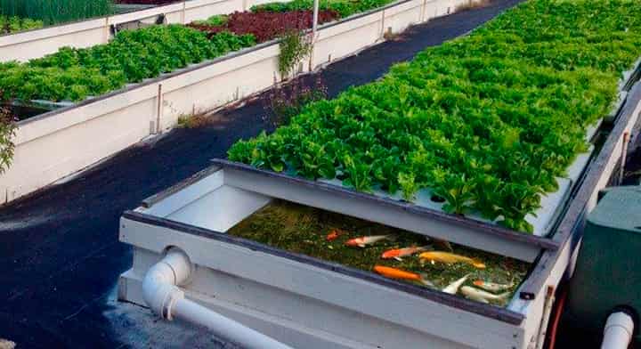 Oportunidades y riesgos de implementar cultivos acuapónicos en zonas de la costa peruana