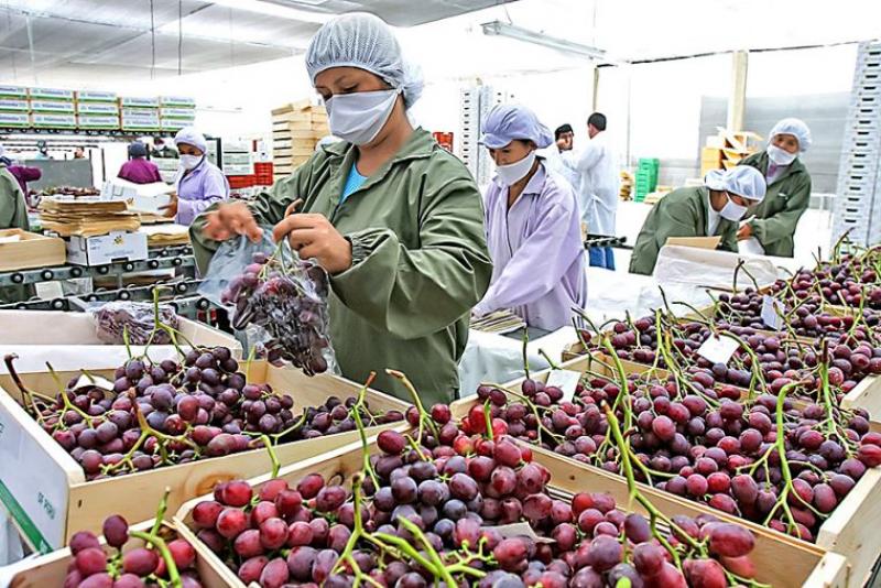 Cómo acceder a mercados internacionales con frutas y hortalizas peruanas: requisitos, certificaciones y costos