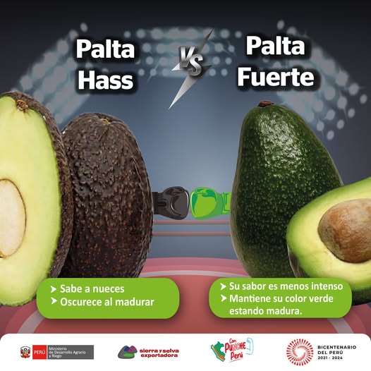 Diferencias entre palta Hass y Fuerte