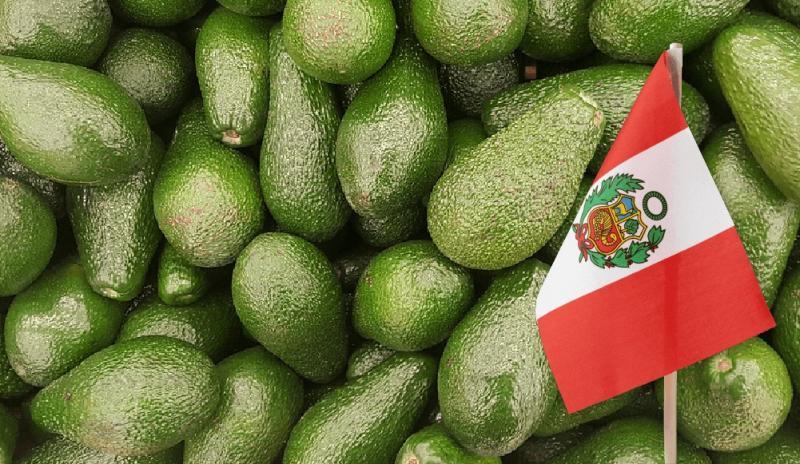 ¿Cuántos tipos de palta hay en Perú?