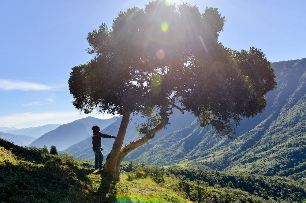 Queñual: El Tesoro Altoandino que Siembra Agua y Oportunidades Sostenibles