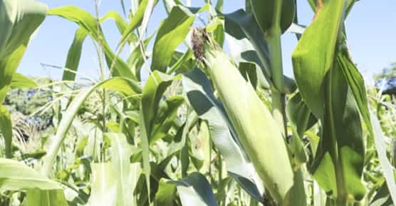 Maíz choclera de Huánuco: tradición agrícola y desarrollo rural desde San Pablo de Pillao