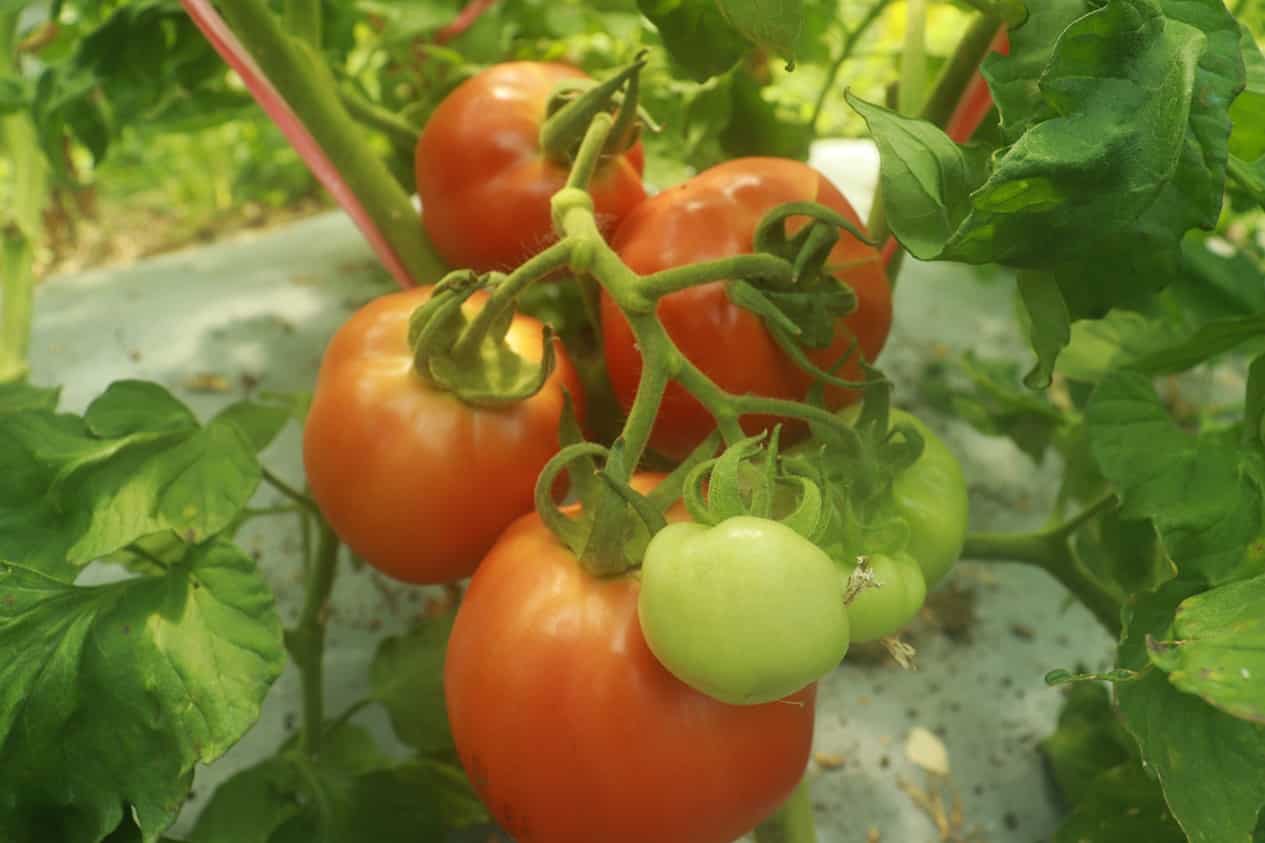Tomate rojo orgánico: calidad natural desde Cajamarca para una alimentación saludable