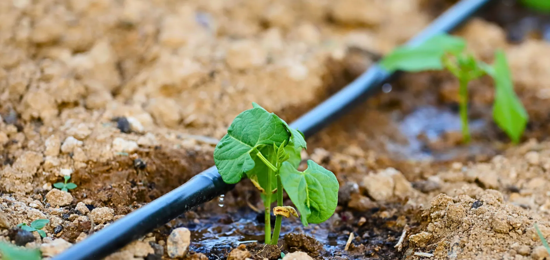 Sistemas de riego por goteo: precios, instalación y dónde comprar