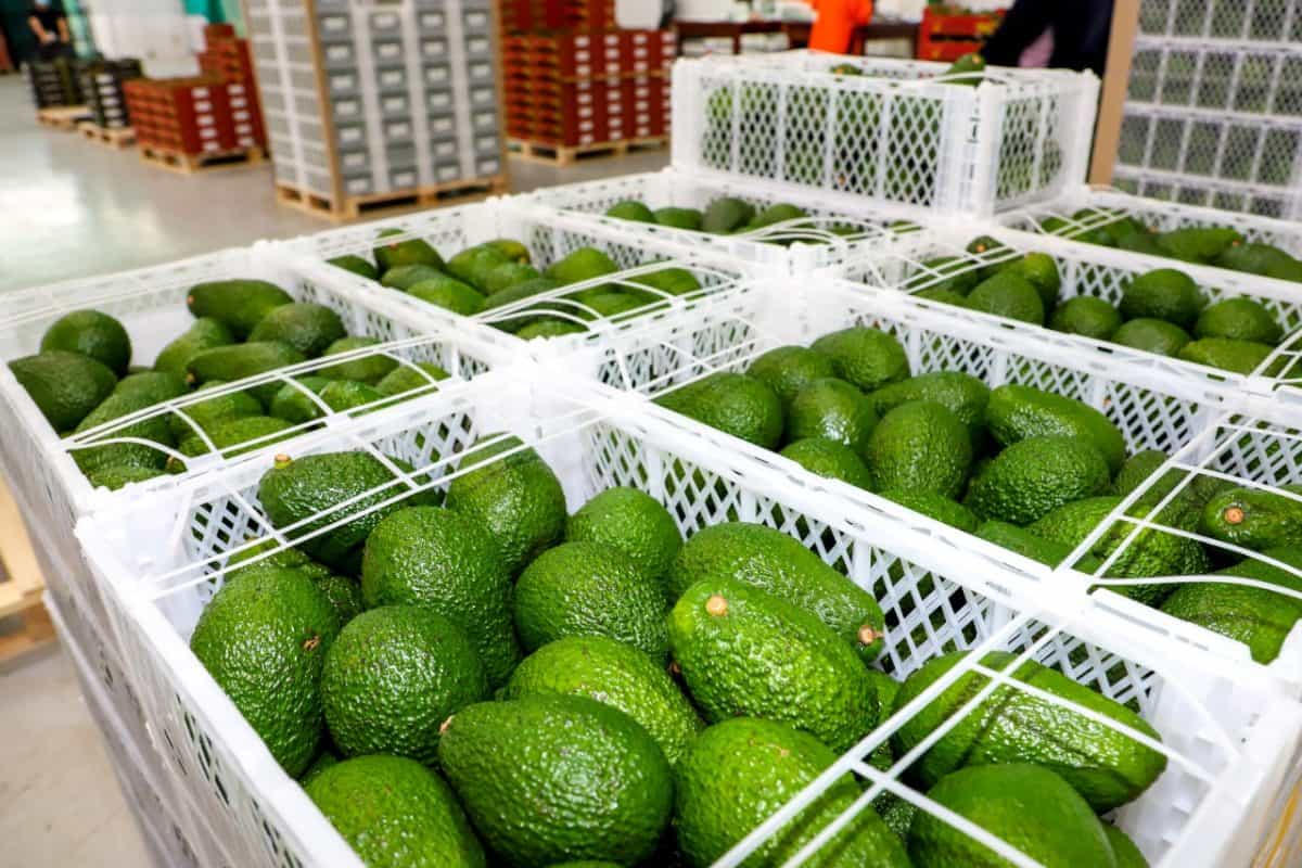 Cómo iniciar un negocio de exportación de palta Hass desde Perú