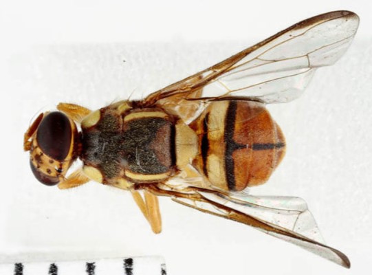 Metil Eugenol para el Control de Bactrocera dorsalis: Lo que Deben Saber los Productores
