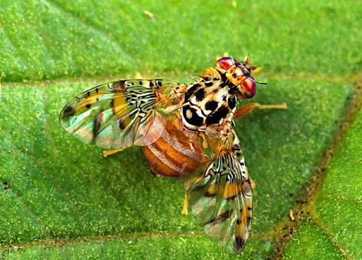 Trimedlure para Ceratitis capitata: guía completa para productores agrícolas