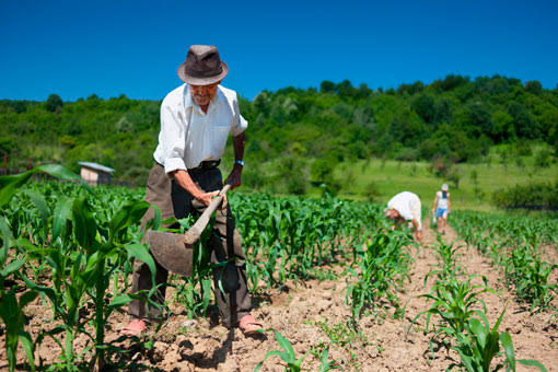 Créditos agrícolas en Perú : requisitos, tasas de interés y dónde solicitar