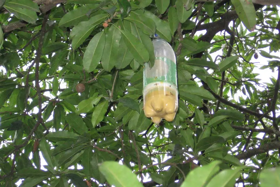 ¿El Metil Eugenol Mata a las Moscas de la Fruta? Diferencias entre Atracción y Control