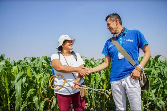 Seguro agrícola en Perú: precios, coberturas y cómo asegurar una cosecha