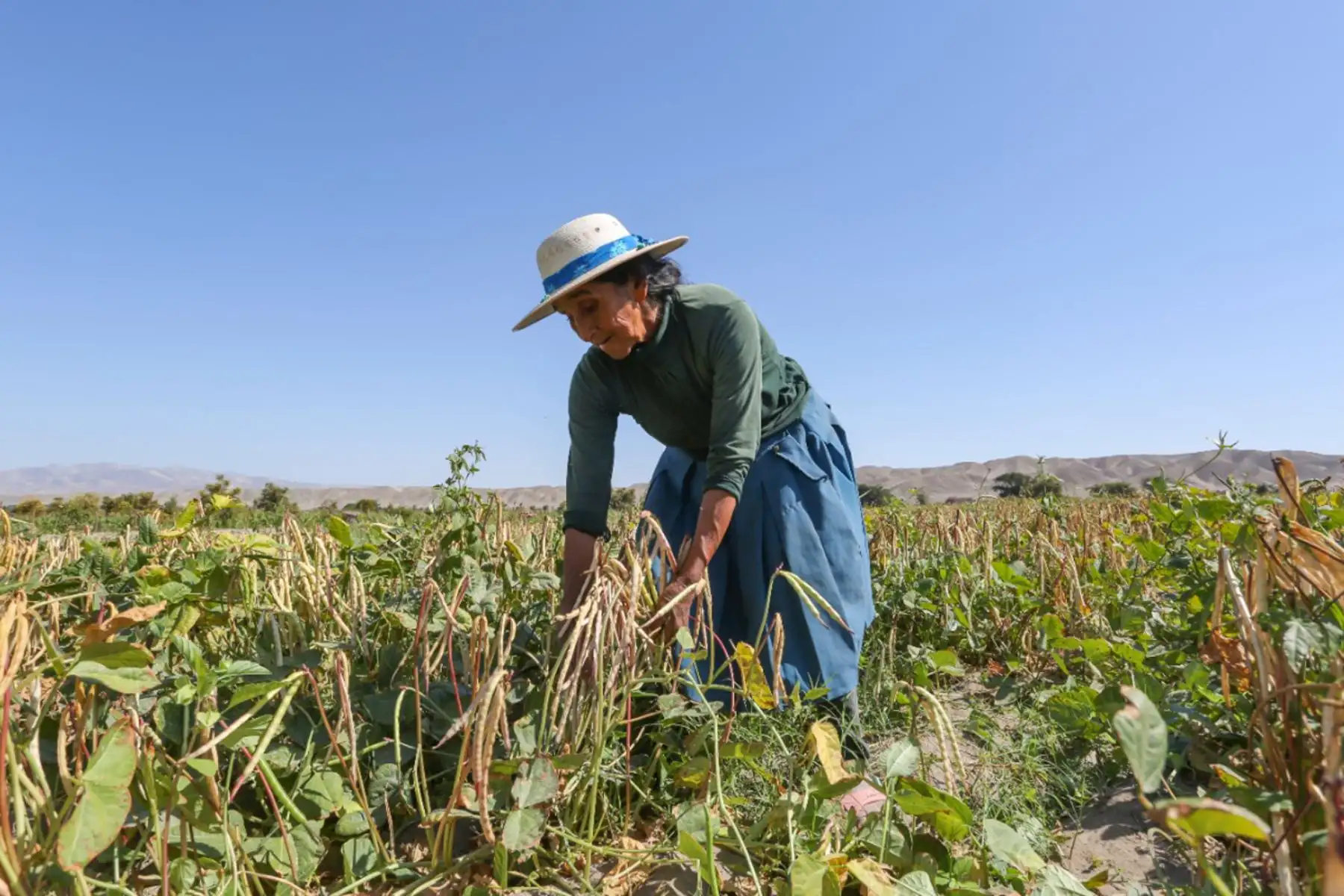 Seguro para cultivos agrícolas: cuánto cuesta y qué daños cubre