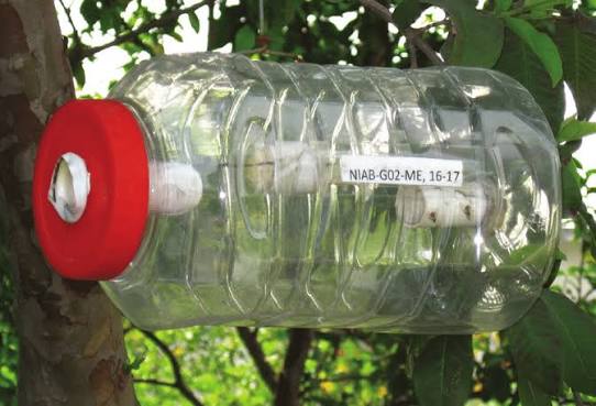 Errores Comunes al Utilizar Metil Eugenol en Trampas para Plagas