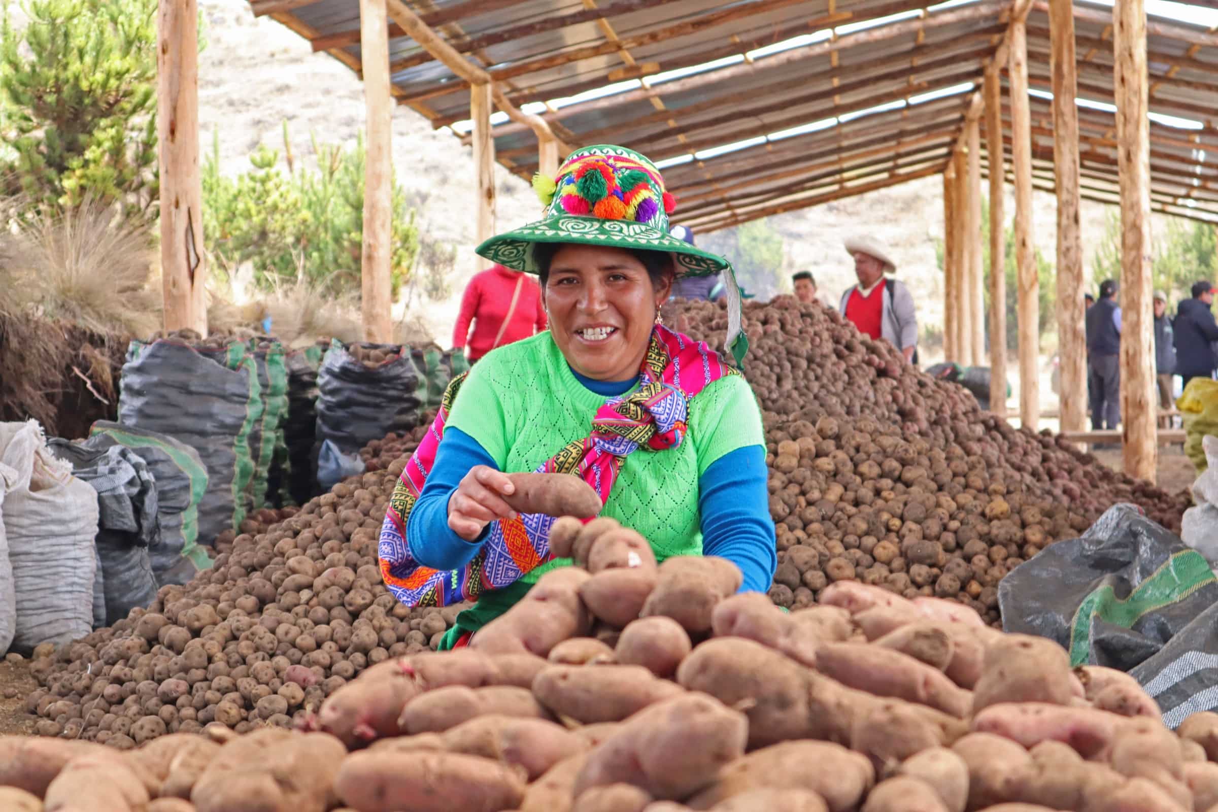 Precio de semillas agrícolas en Perú: papa, maíz, arroz, quinua y otros cultivos